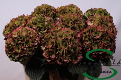 Hydrangea Glowing Alps Classic 75cm 14-16cm Hd