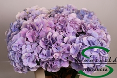 Hydrangea Marsepein Blue 60cm 8-10cm Hd