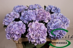 Hydrangea Marsepein Blue 75cm 15-17cm Hd