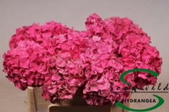 Hydrangea Sibilla Red 60cm 8-10cm Hd