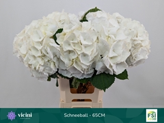 Hydrangea Schneeball 65cm 17-19cm Hd