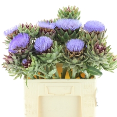 Cynara Green Globe 50cm