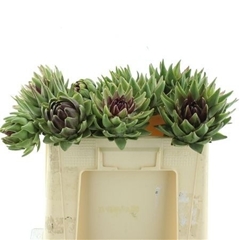 Cynara Green Globe 50cm