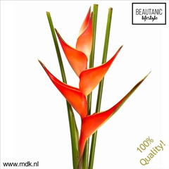 Heliconia Tropical 100cm