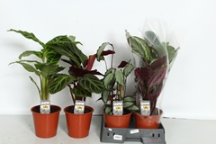 Calathea Mixed 4 Varietys 19Ø 60cm