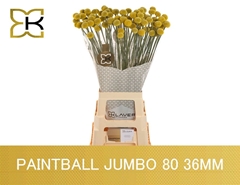 Craspedia Paintball Jumbo 80cm 4cm Hd