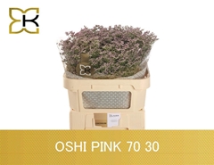 Limonium Safora Oshi Pink 70cm 30gr.