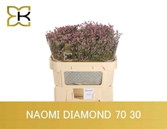 Limonium Naomi Diamond 70cm 30gr.