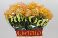 Leucospermum Jelena 50cm