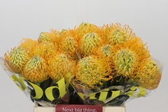 Leucospermum Jelena 40cm