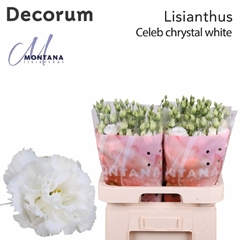 Eustoma Double Celeb Chrystal 70cm