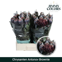 Chrysanth Single Painted Antonov Brownies 70cm 110gr.