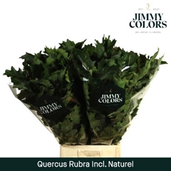 Quercus Rubra 80cm