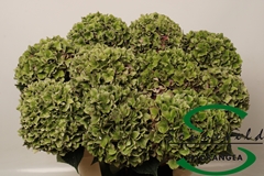 Hydrangea Rodeo Red Classic 60cm 13-15cm Hd