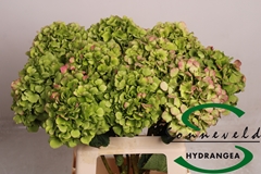 Hydrangea Verena Classic 60cm 8-10cm Hd