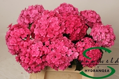Hydrangea Royal Anastasia Pink 60cm 7-9cm Hd