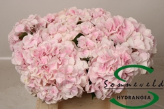 Hydrangea Royal Bliss 40cm 8-10cm Hd
