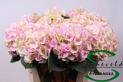 Hydrangea Verena Classic 75cm 14-16cm Hd