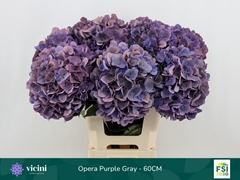 Hydrangea Royal Opera Classic 60cm 18-20cm Hd