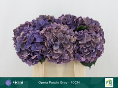 Hydrangea Royal Opera Classic 40cm 14-16cm Hd