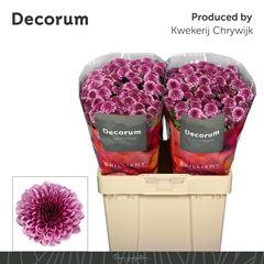 Chrysanth Santini Balboa 55cm 56gr.