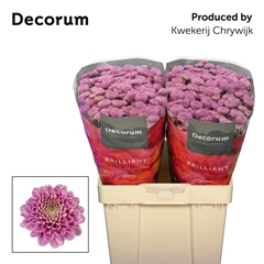 Chrysanth Santini Ellison Pink 55cm 54gr.