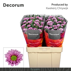 Chrysanth Santini Fabiani Pink 55cm 54gr.