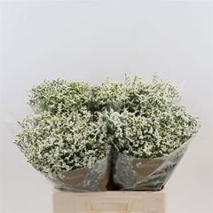 Limonium Sinense China White 60cm 30gr.