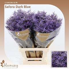 Limonium Safora Dark Blue 70cm 25gr.