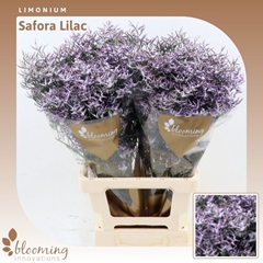 Limonium Safora Lilac 70cm 30gr.