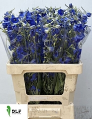 Delphinium Single Volkerfrieden 60cm
