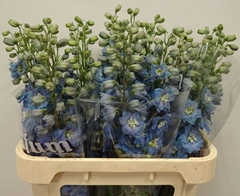 Delphinium Double Dewi Ice Blue 80cm