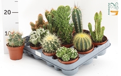 Cactus Mix 8Ø 10cm