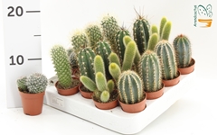 Cactus Mix 5Ø 10cm