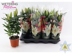 Lily Oriental Sunny Azores 13Ø 40cm