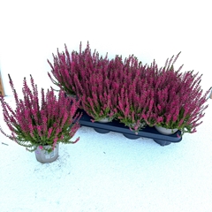 Calluna Garden Girls Franca 11Ø 22cm