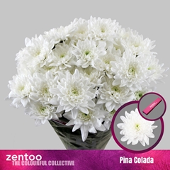 Chrysanth Spray Pina Colada 65cm 120gr.