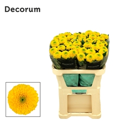 Chrysanth Single Brasiliana 70cm 75gr.
