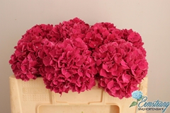 Hydrangea Pink Ruby 50cm 14-16cm Hd