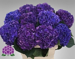Hydrangea Royal King 60cm 15-17cm Hd