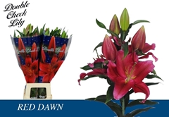Lily Oriental Red Dawn 100cm 5+