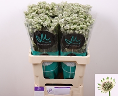Astrantia Billion Stars 60cm