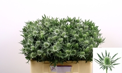 Eryngium Sirius Questar 50cm