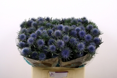 Eryngium Magnetar 60cm
