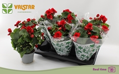 Begonia Double Baladin 13Ø 35cm
