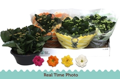 Kalanchoe Double Mix 23Ø 27cm