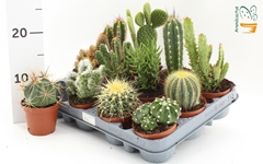 Cactus Mix 8Ø 10cm