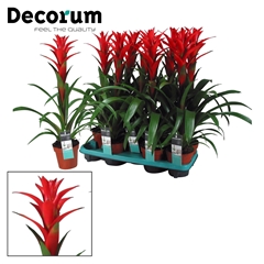 Guzmania Ostara 13Ø 60cm