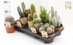 Cactus Mix 12Ø 15cm