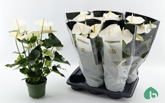 Anthurium Alaska 17Ø 60cm
